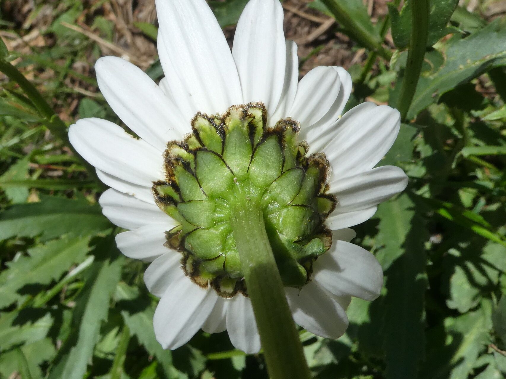 Leucanthemum catalaunicum flower