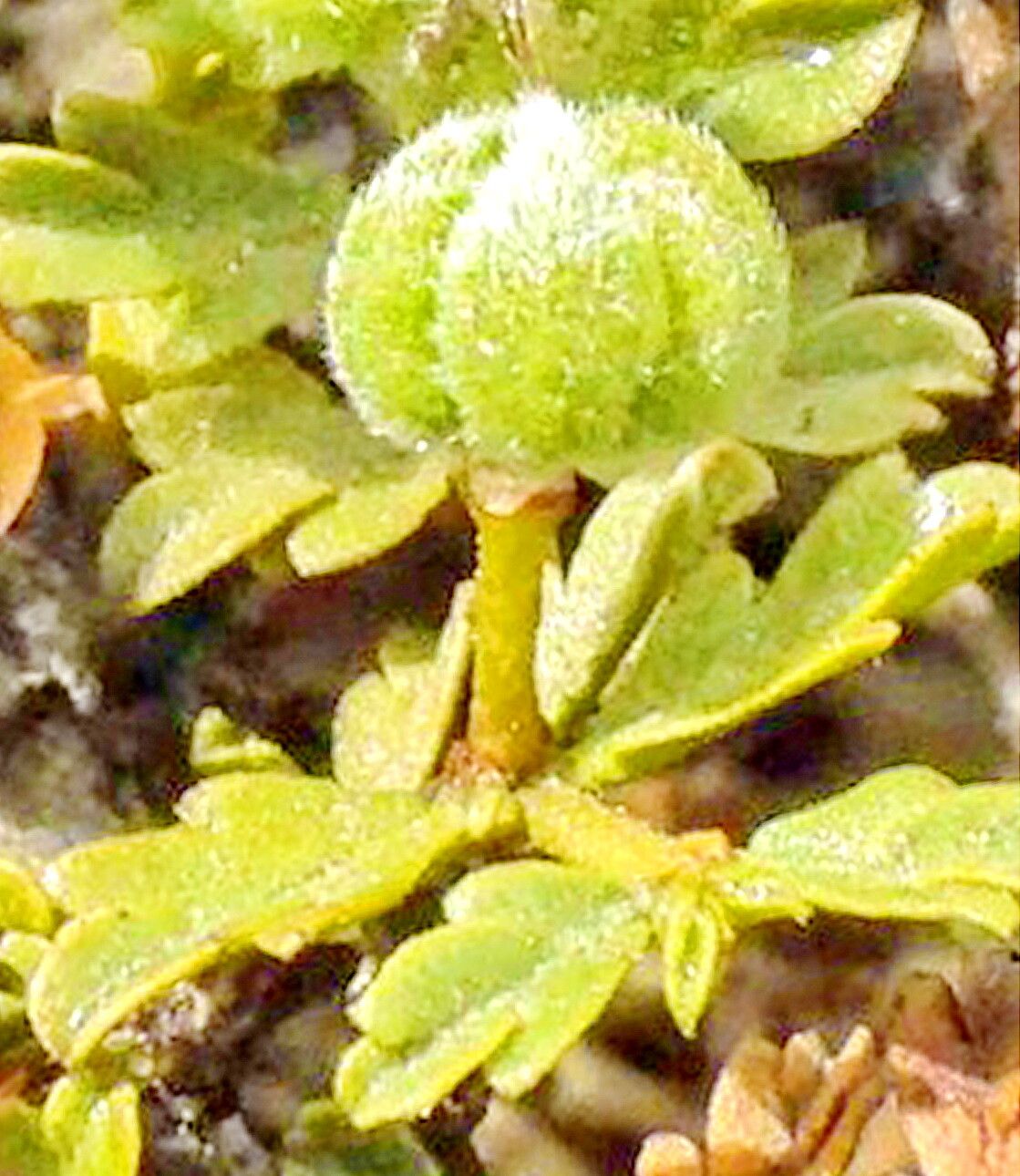 Larrea ameghinoi — related species from the same genus