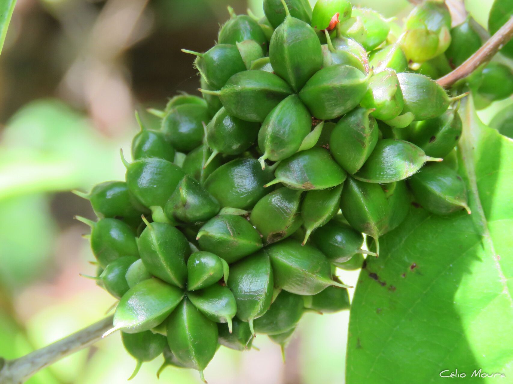 Tetracera willdenowiana fruit