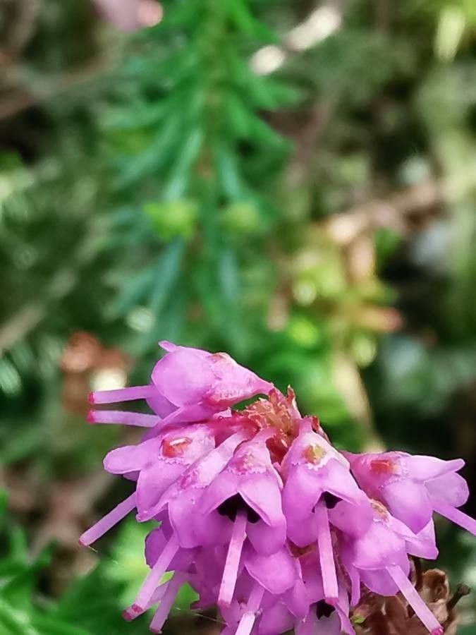 Erica spiculifolia flower