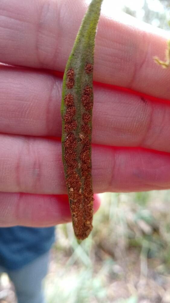 Pyrrosia rupestris flower