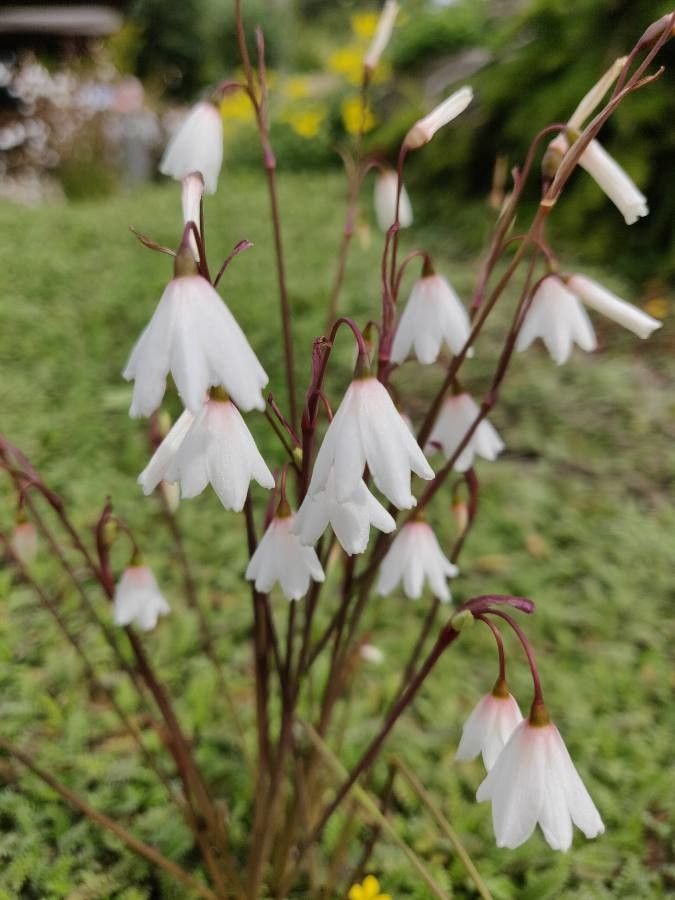 Acis autumnalis flower
