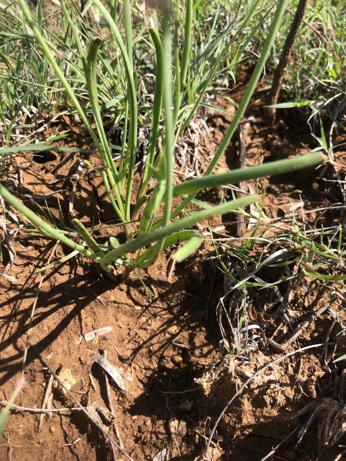 Allium drummondii leaf