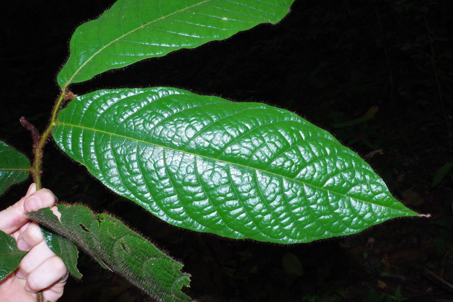 Uvaria annickiae leaf