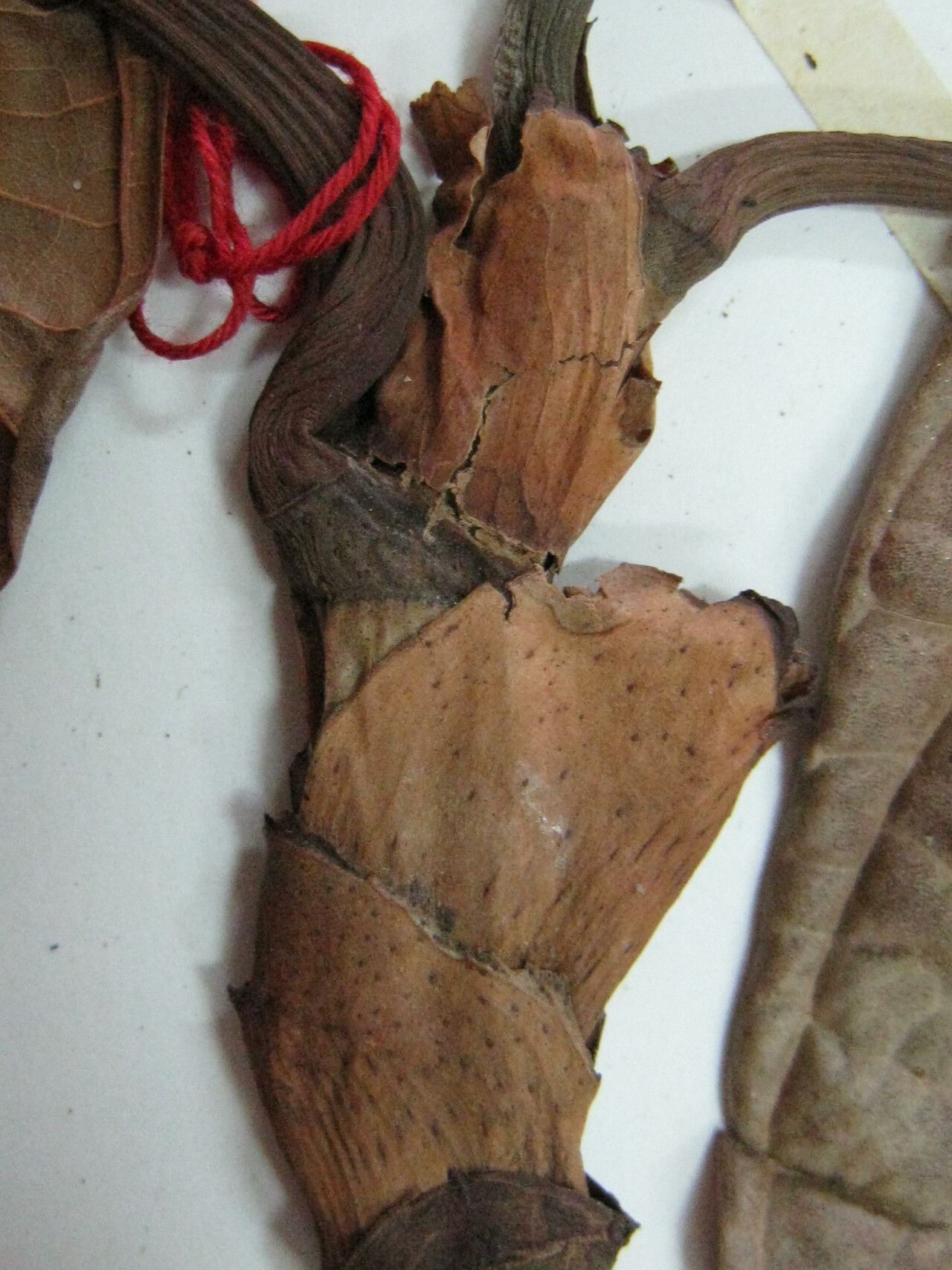 Coccoloba latifolia — houseplant care guide