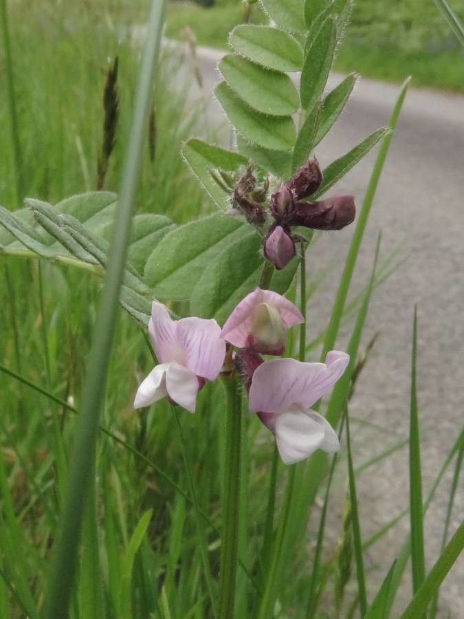 Vicia sepium flower