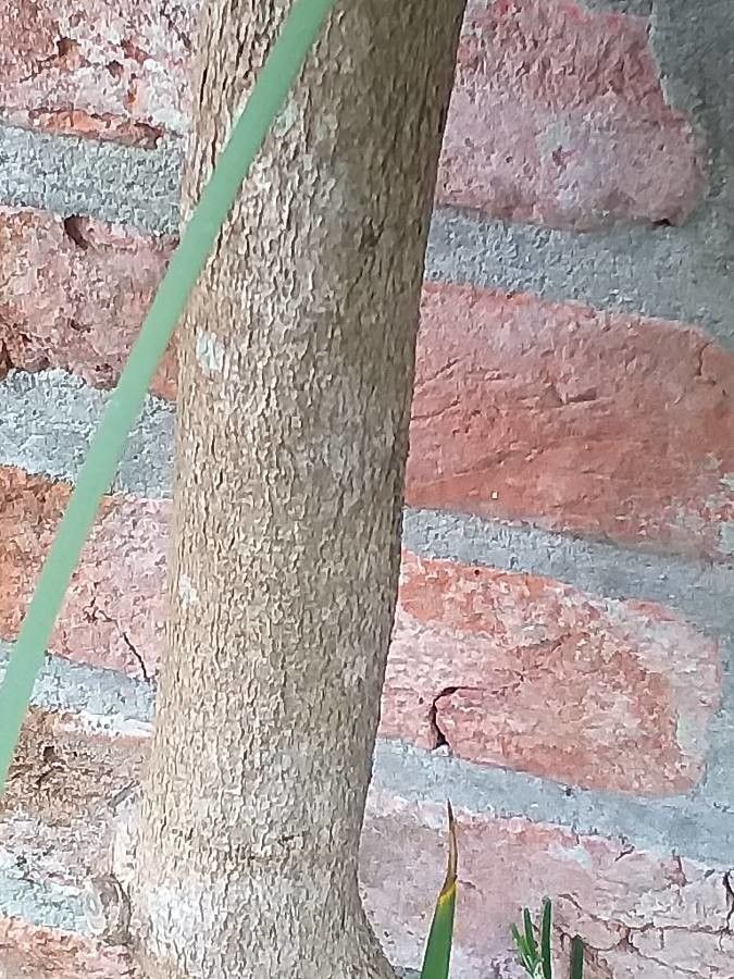 Wisteria brachybotrys bark