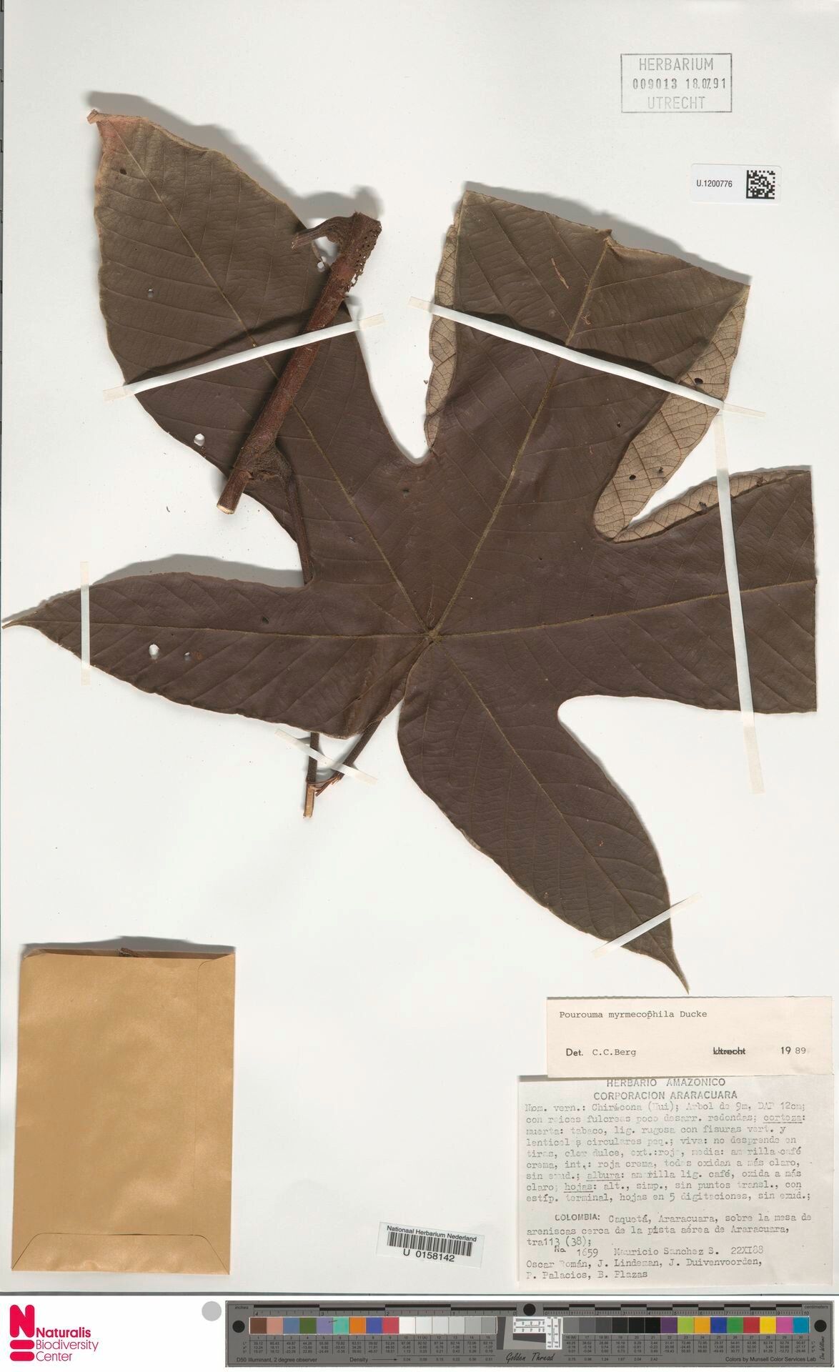 Pourouma myrmecophila leaf