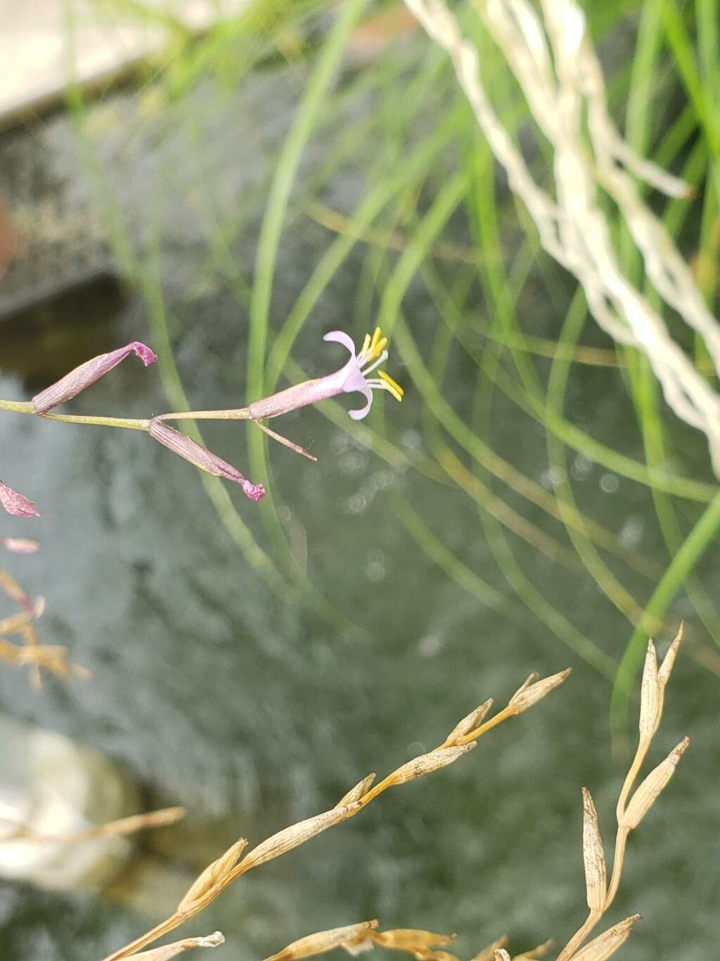 Tillandsia filifolia flower