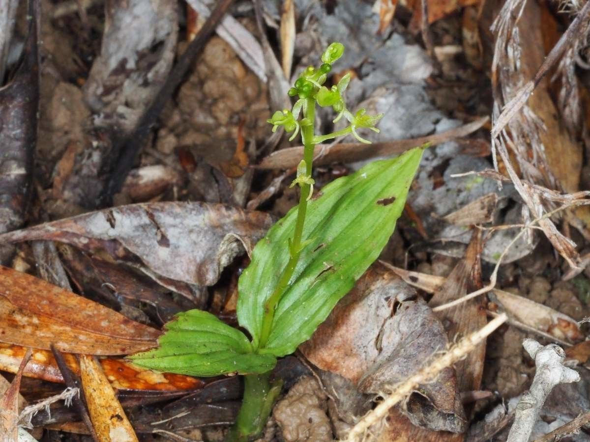 Liparis zosterops habit