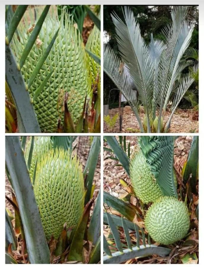 Macrozamia lucida habit
