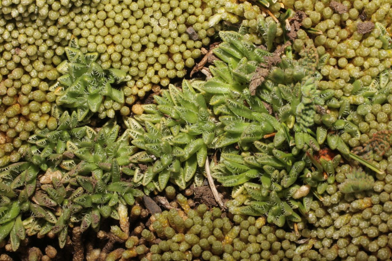 Werneria pectinata habit