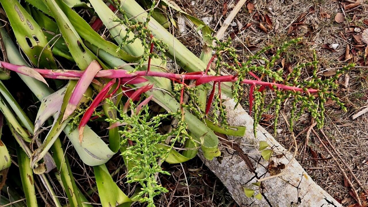 Aechmea bracteata fruit