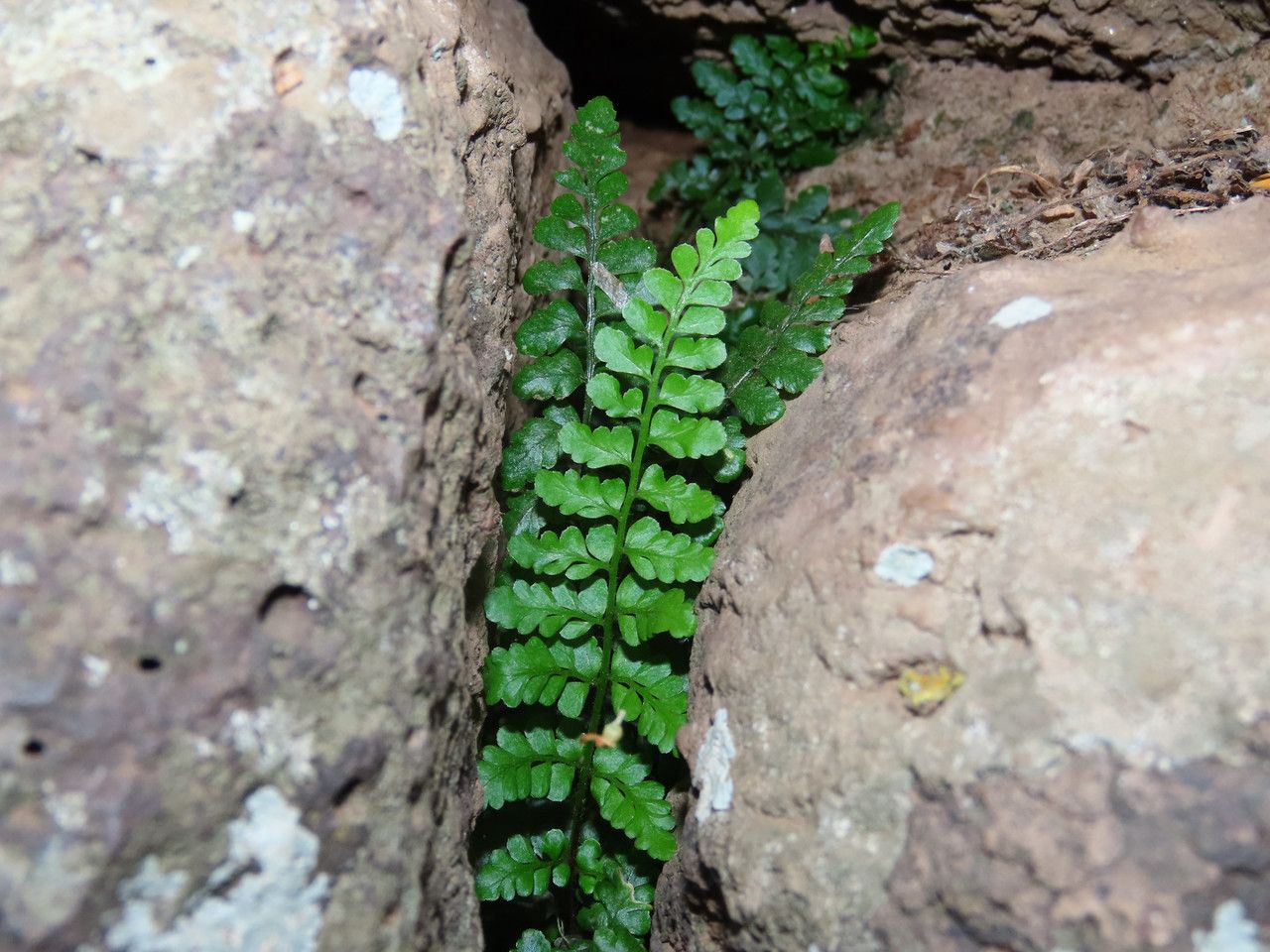 Asplenium obovatum leaf