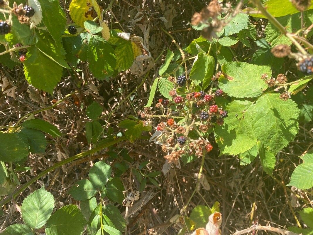 Rubus pyramidalis leaf