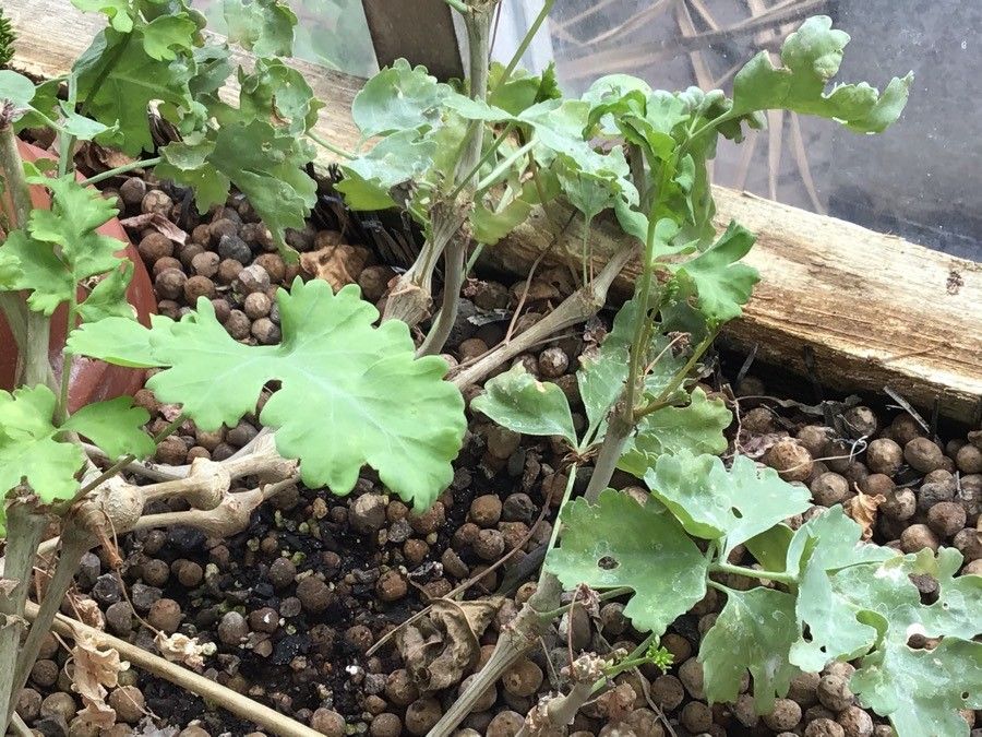 Pelargonium gibbosum — houseplant care guide