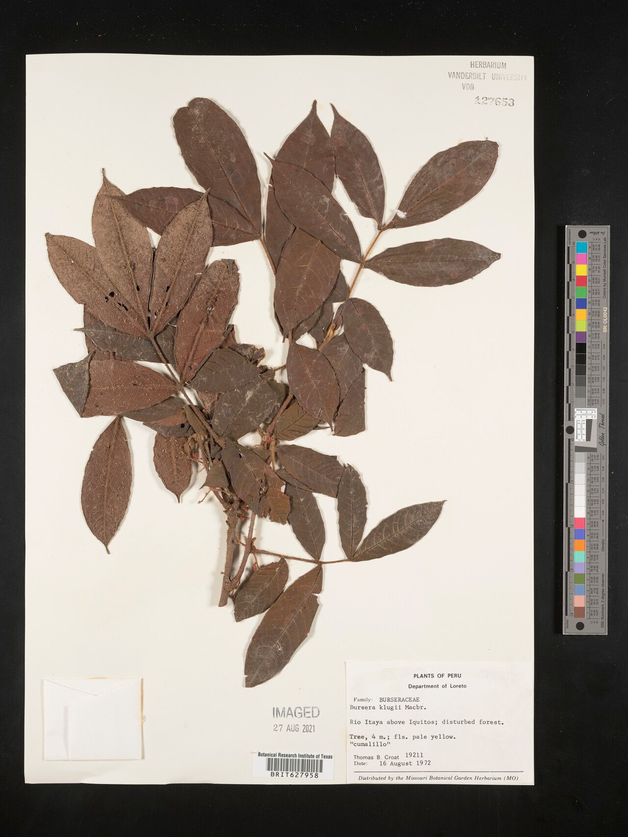 Protium klugii — houseplant care guide