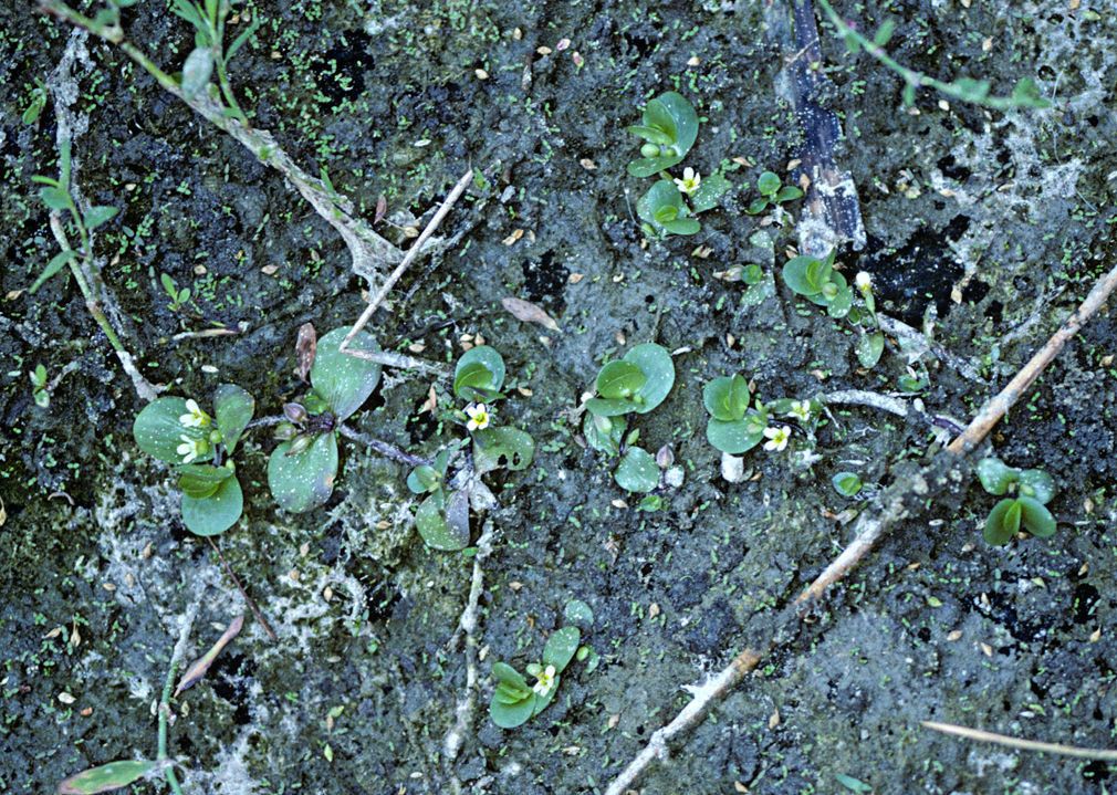 Bacopa rotundifolia habit