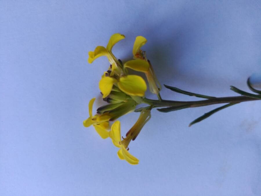 Erysimum diffusum — search result for 'Erysimum'