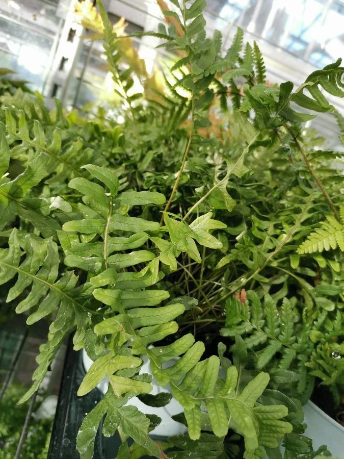 Polypodium californicum habit