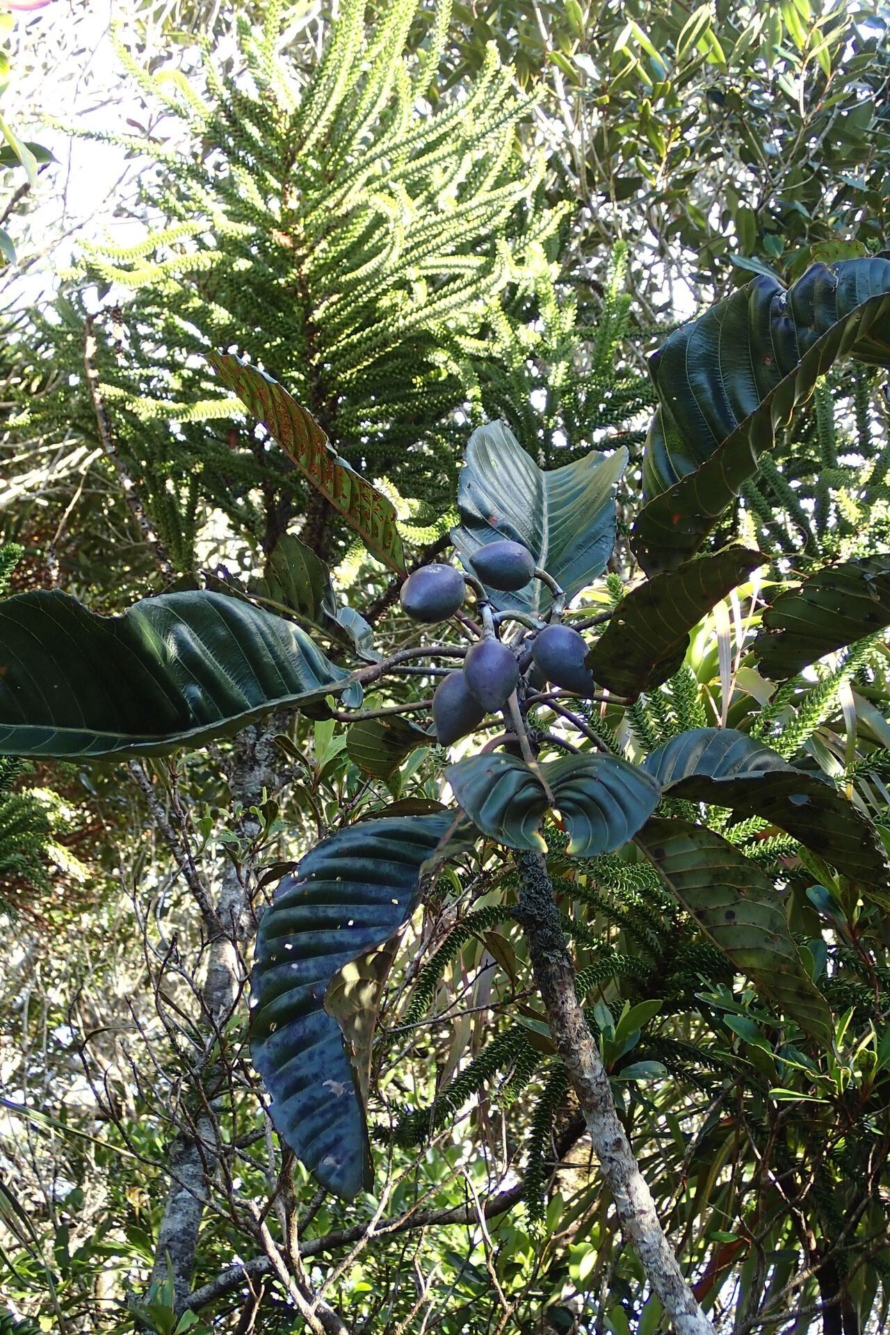 Elaeocarpus gummatus habit