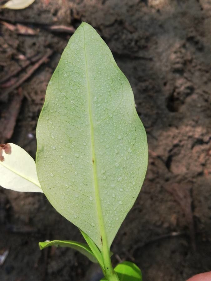 Avicennia bicolor — related species from the same genus