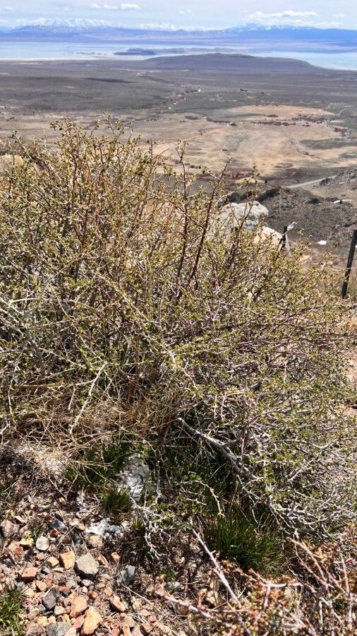 Ribes velutinum habit