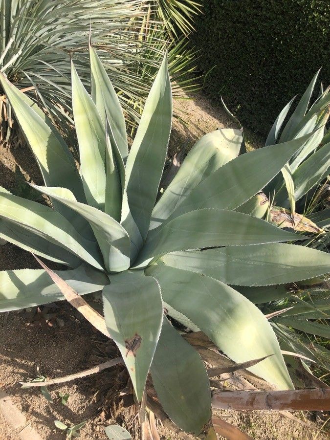 Agave asperrima habit