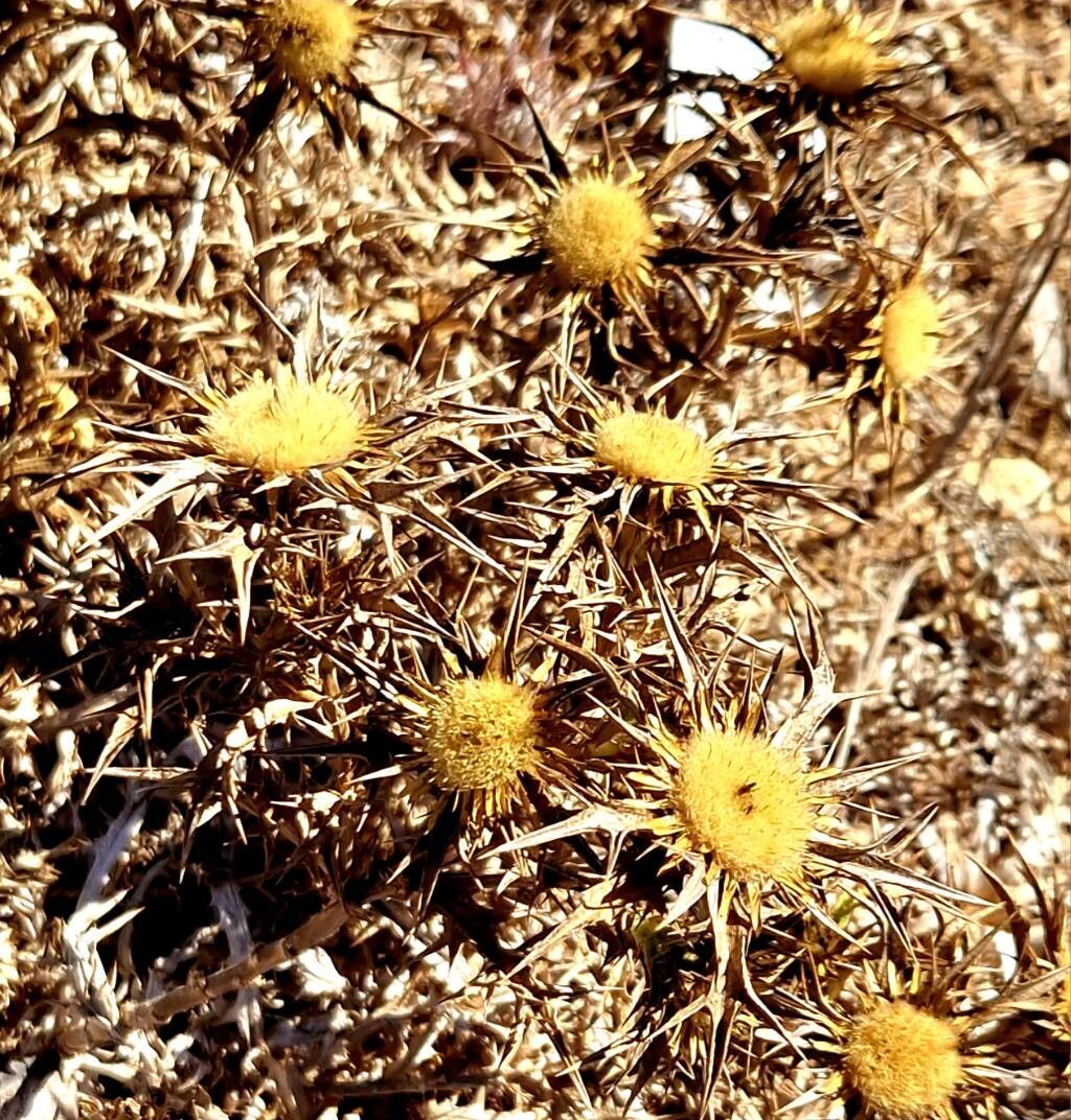 Carlina involucrata habit