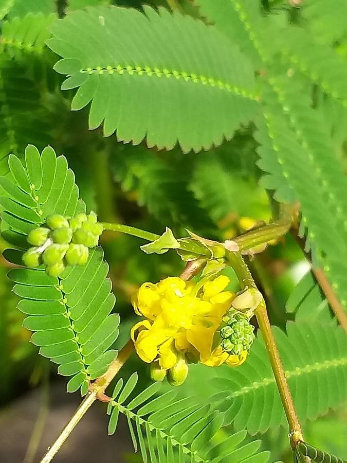 Neptunia oleracea fruit