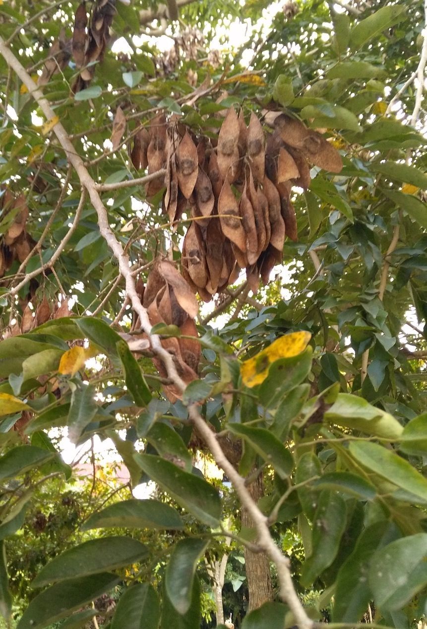 Dalbergia hupeana fruit