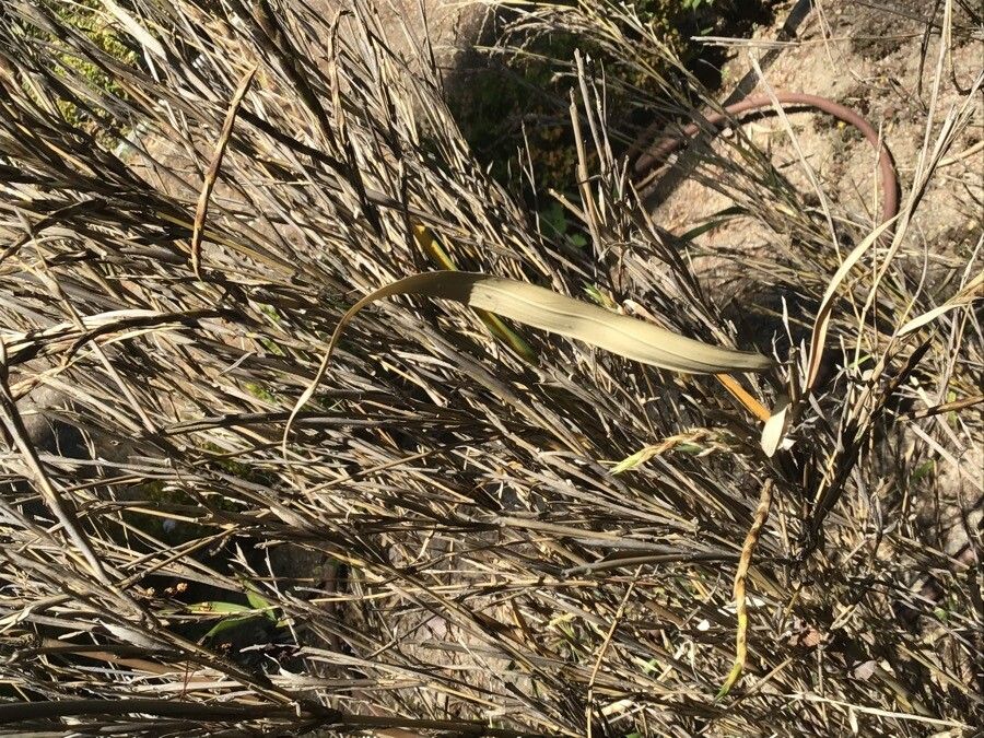 Pleioblastus gramineus — related species from the same genus