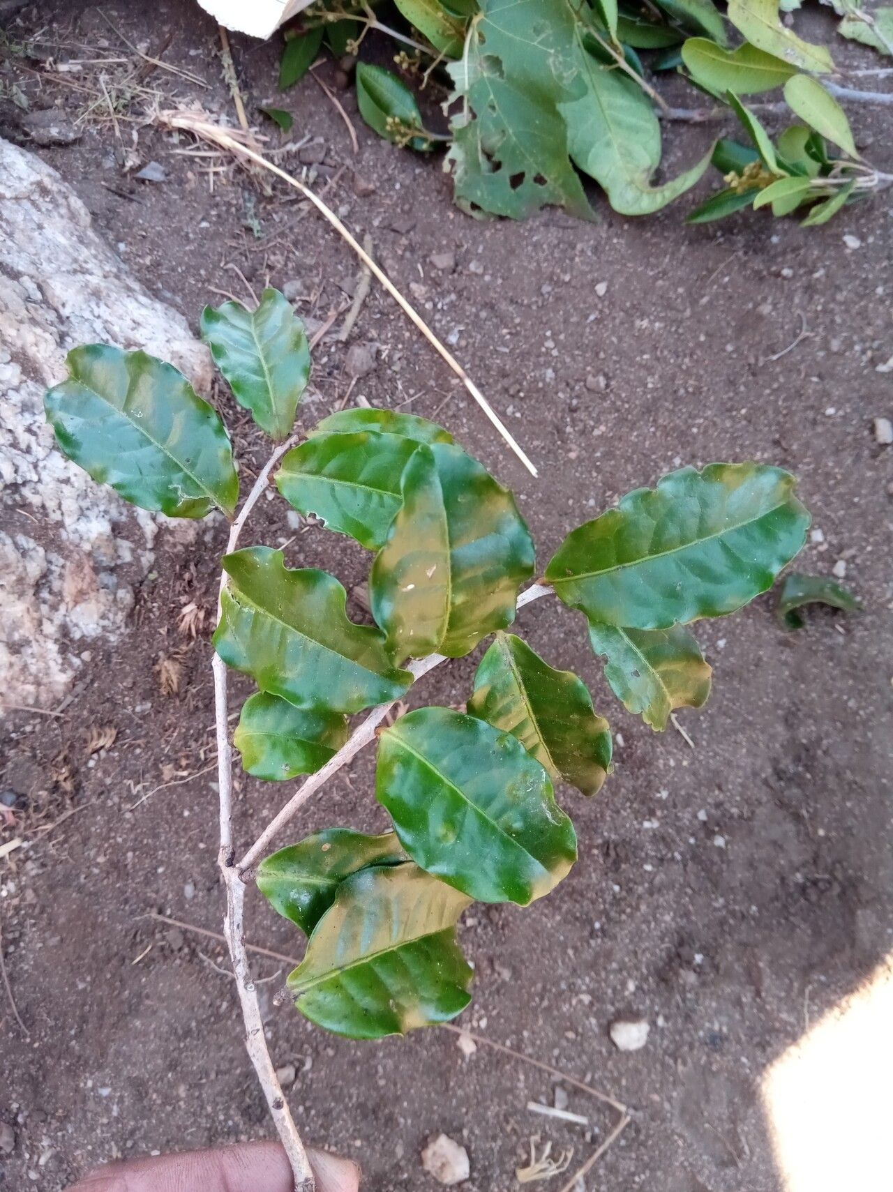 Diospyros mangabensis — houseplant care guide