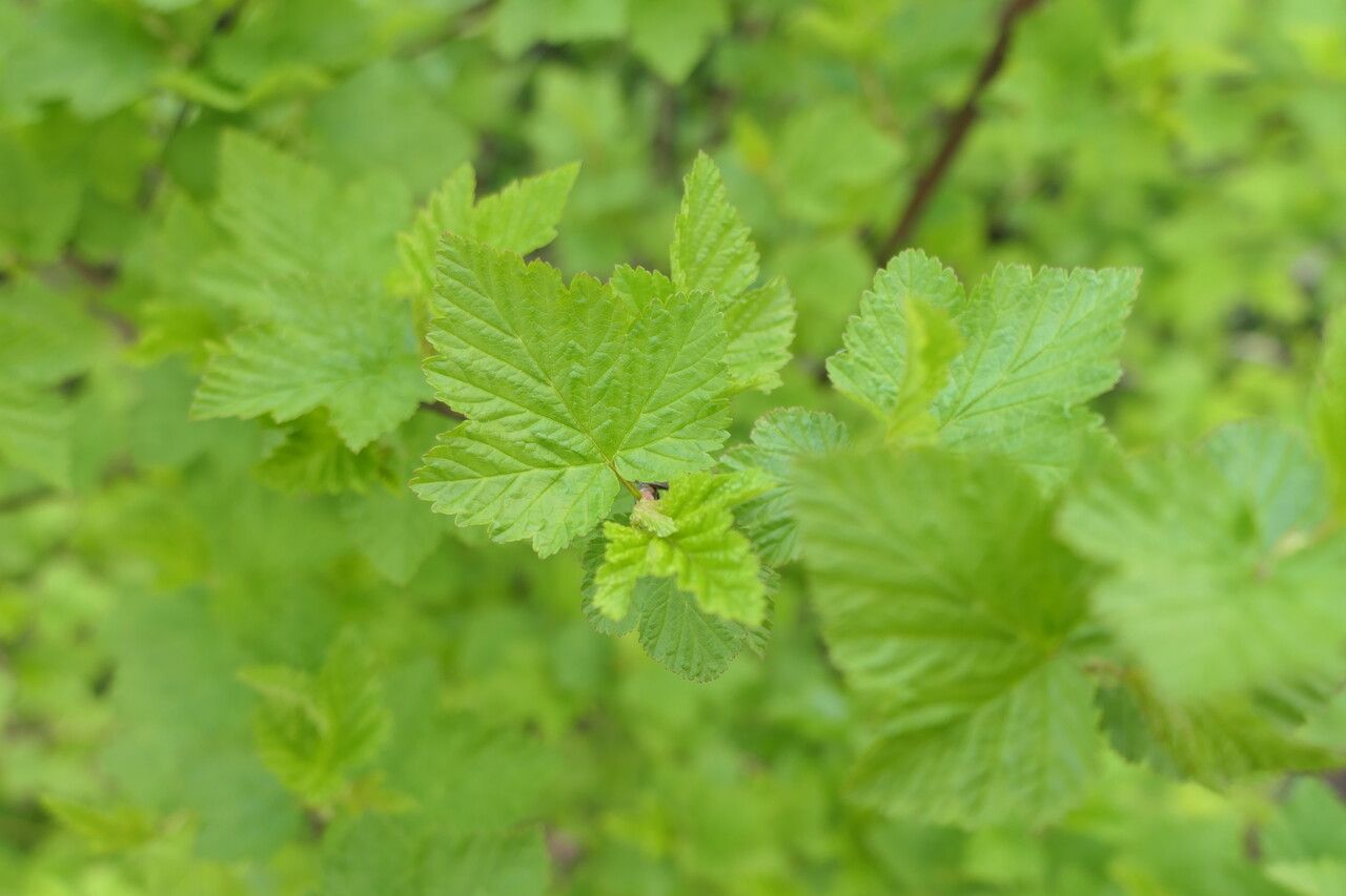 Physocarpus capitatus leaf