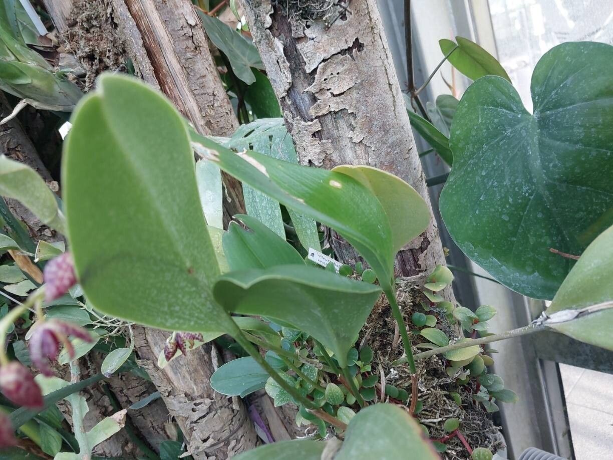 Pleurothallis restrepioides leaf