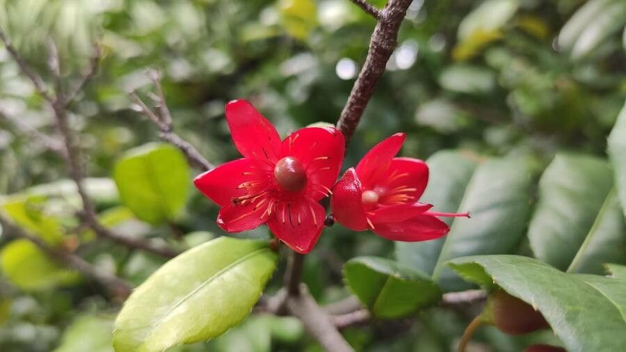 Ochna serrulata flower