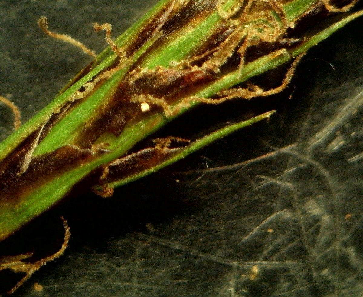 Carex depressa other