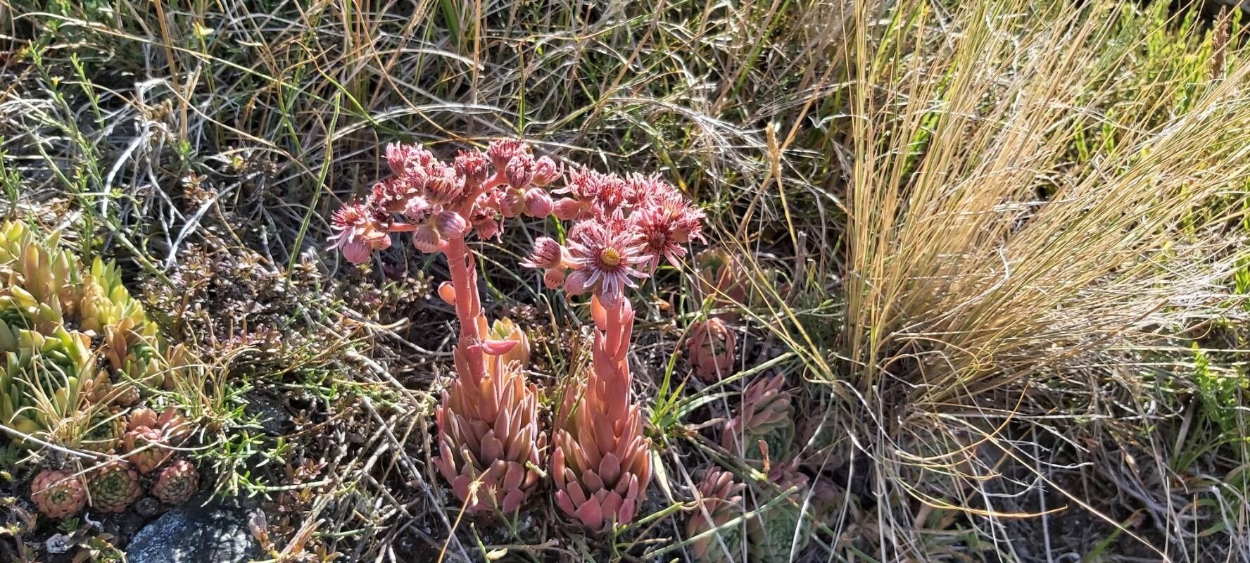 Sempervivum erythraeum habit