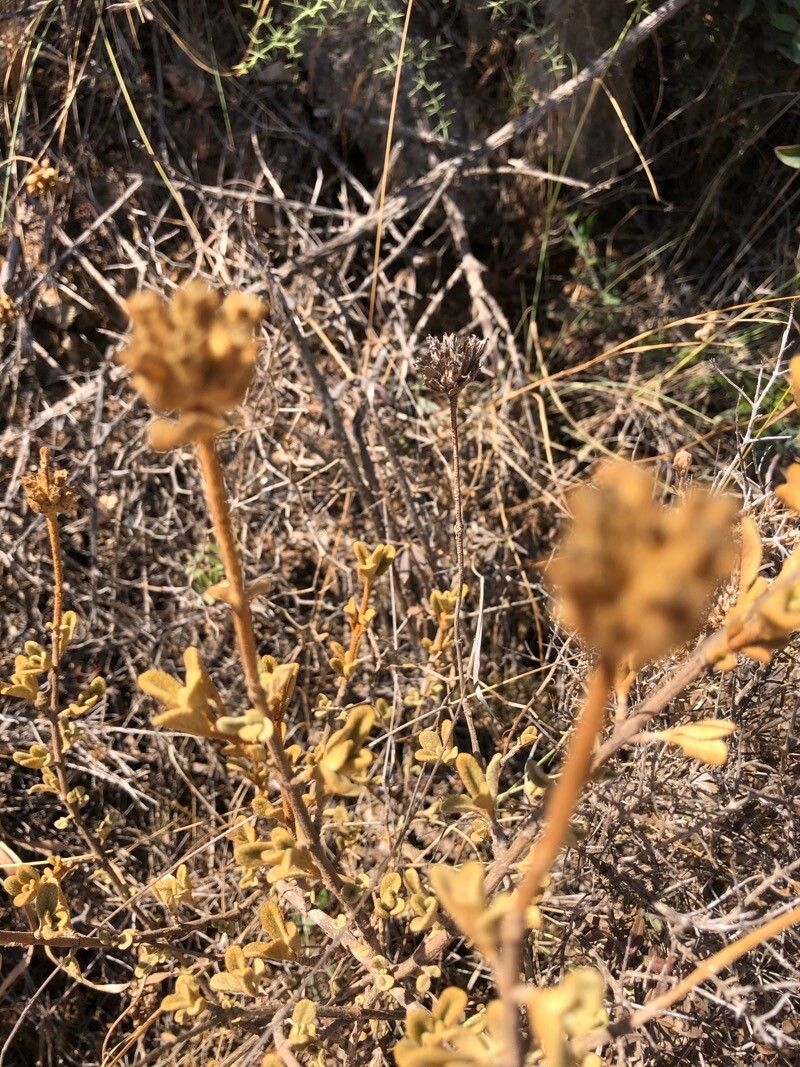 Phlomis lanata fruit