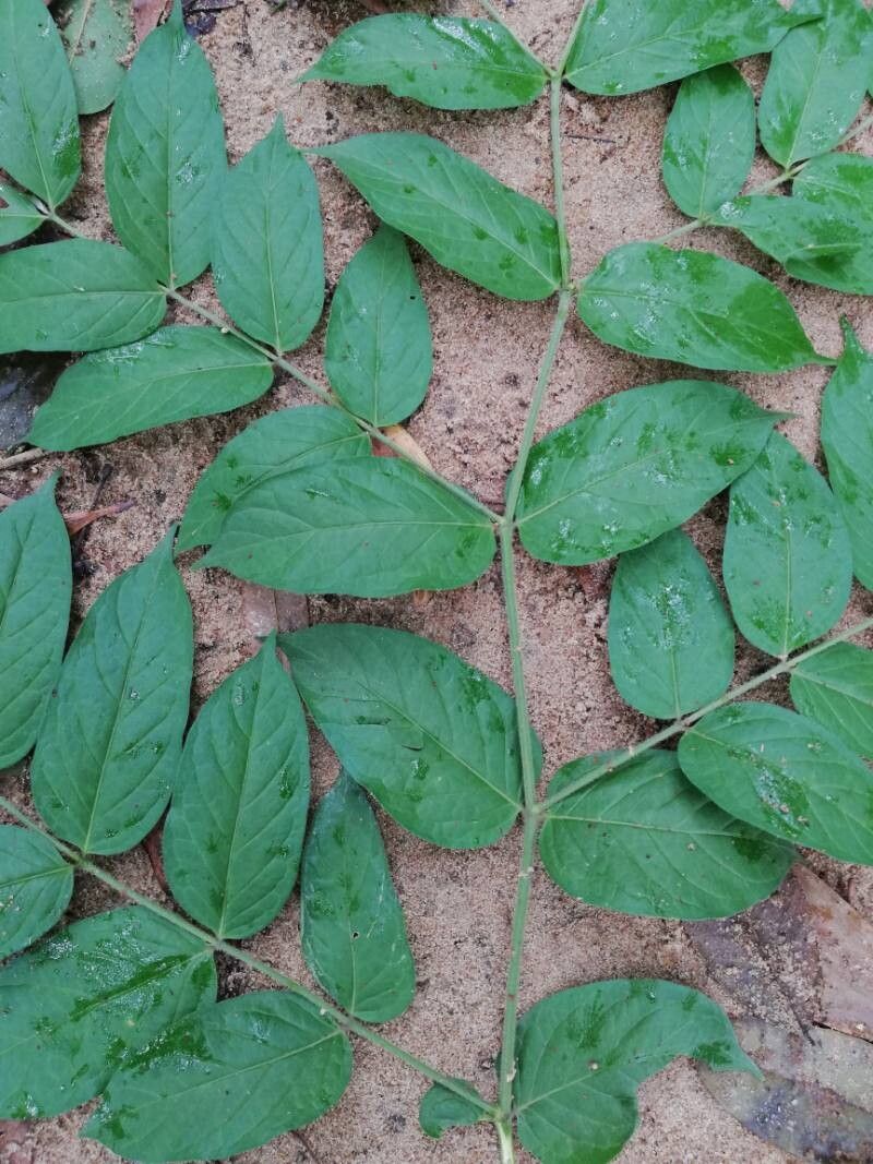 Psydrax arnoldianus leaf