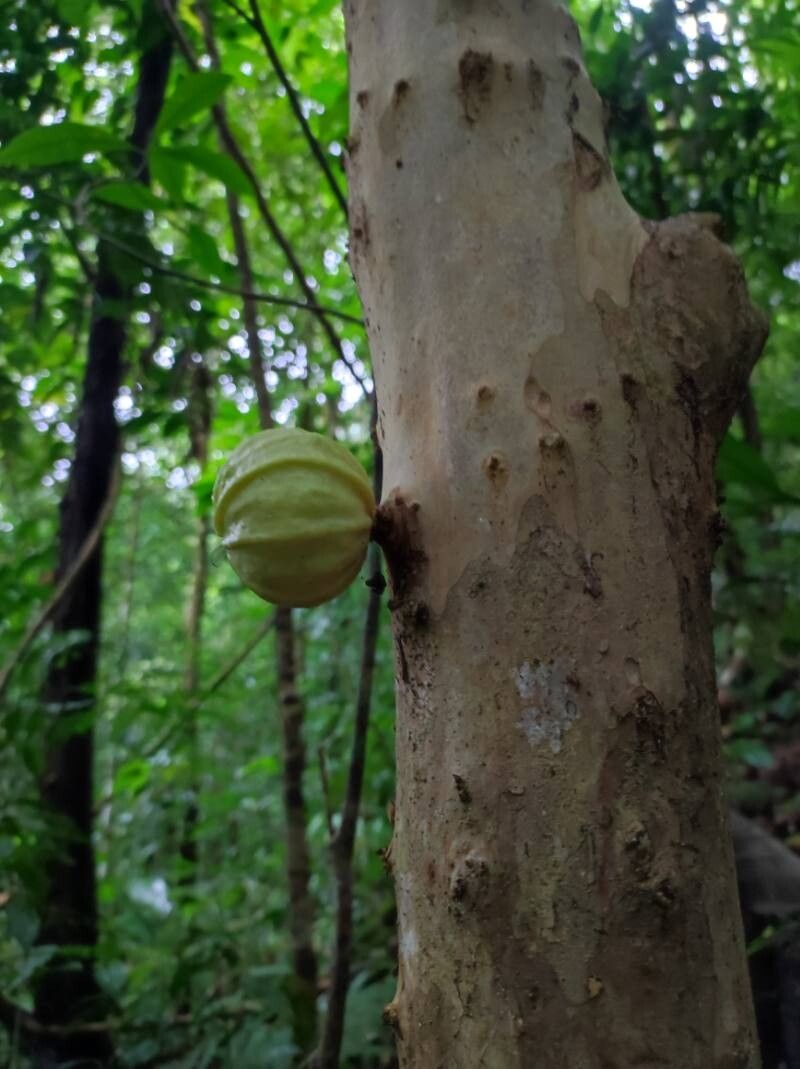 Plinia puriscalensis fruit