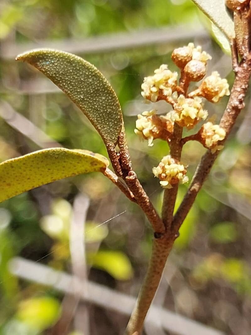 Croton brevispicatus flower