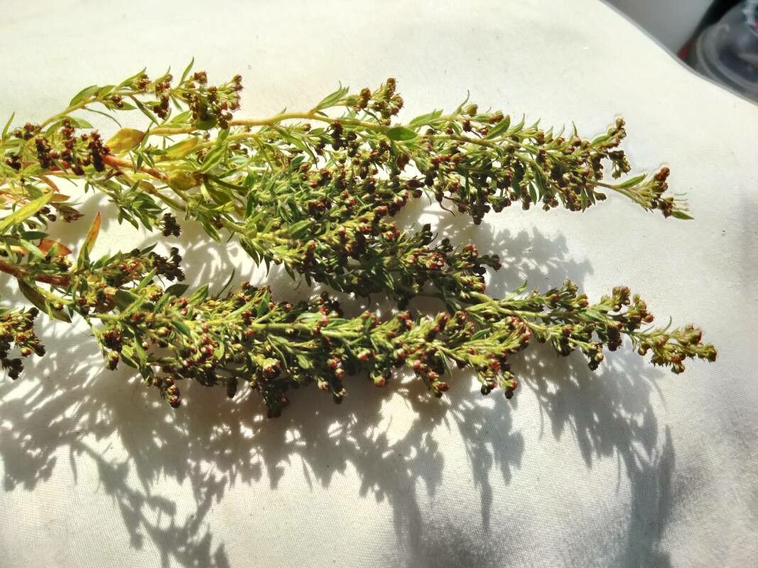 Lechea mucronata leaf