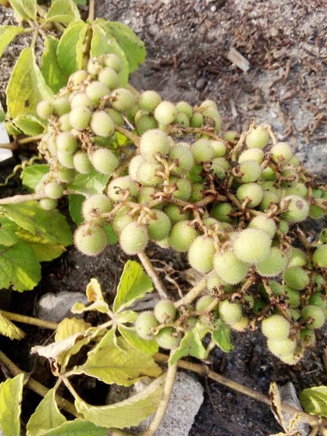 Cyphostemma hypoleucum fruit