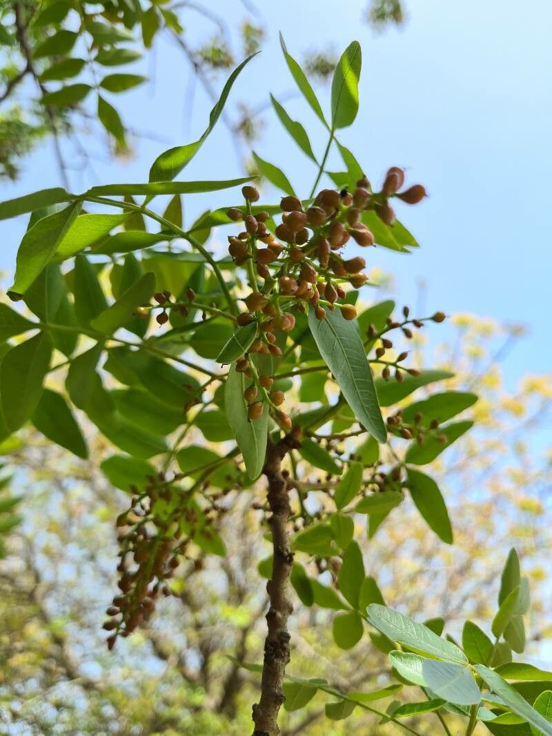 Pistacia atlantica flower