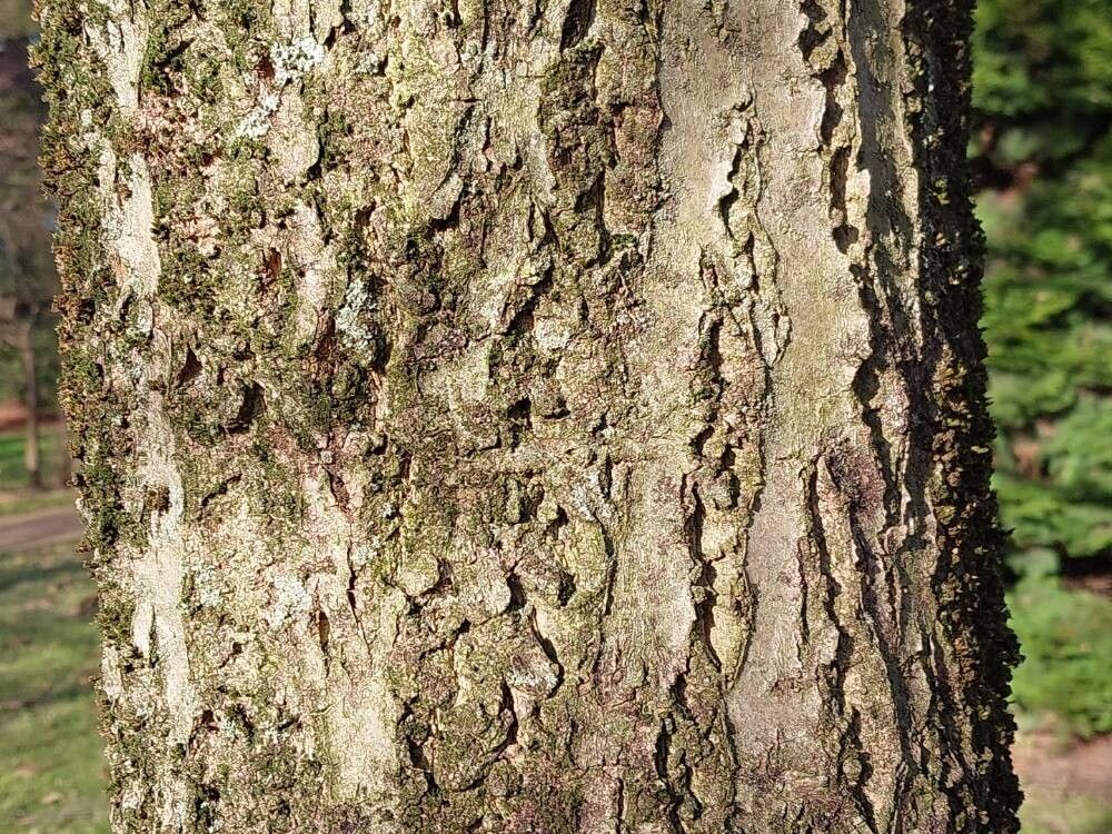 Phellodendron chinense bark