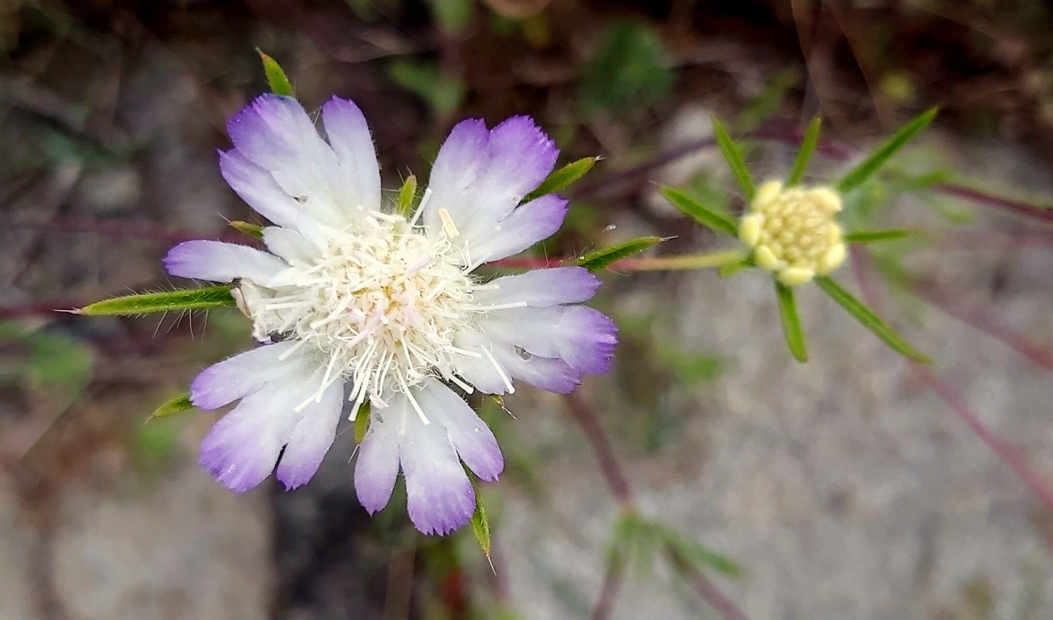 Scabiosa hispidula flower