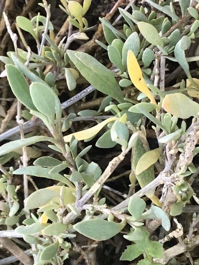Atriplex portulacoides — search result for 'Atriplex'