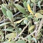 Atriplex portulacoides