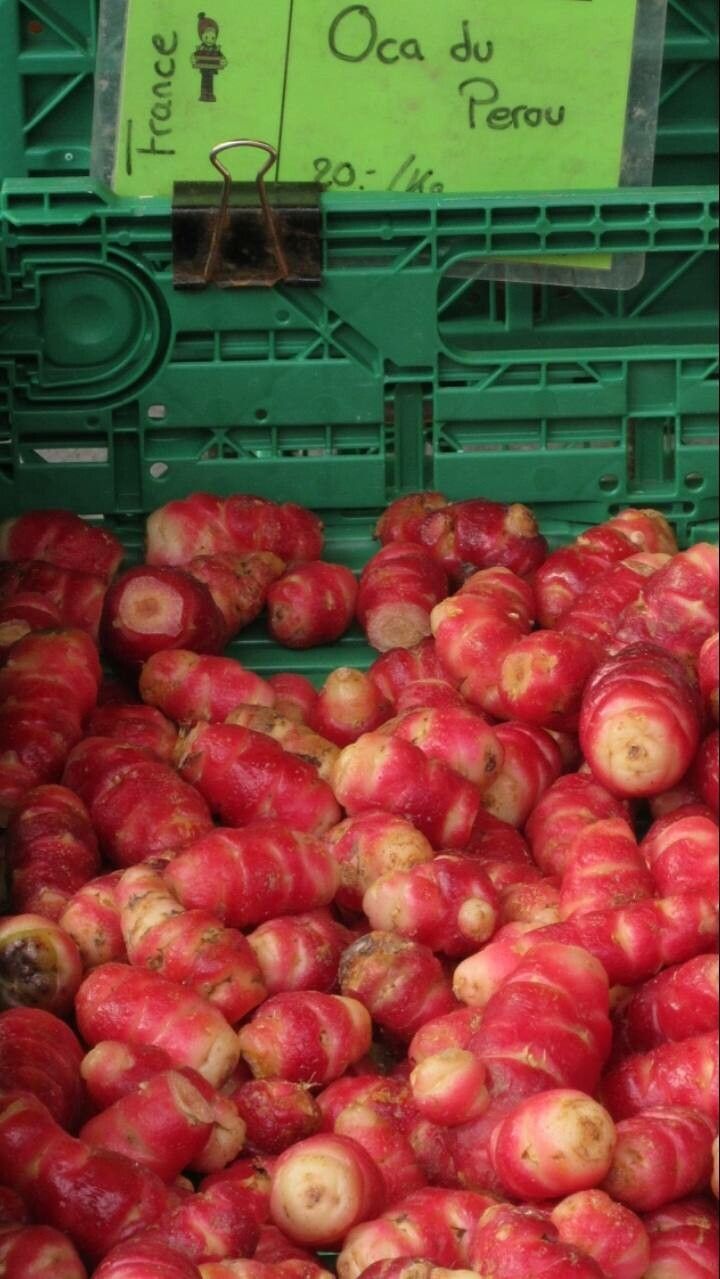 Oxalis tuberosa fruit